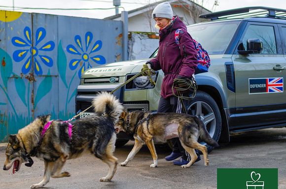 Добрый субботний день в приюте для собак и кошек «Ржевка»